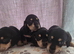 Black and cream mini dachshunds