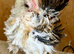 Perfect pets tiny seramas
