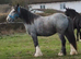 Stunning two year old cob for sale