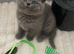 GCCF british shorthairs