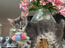 Beautiful Blue Female Bengal Kittens - TICA Reg - Ready Now!