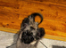 ADOPTED - Long haired sable puppy