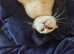 Beautiful little bsh chinchilla kitten