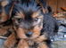 Pure Yorkshire Terrier Puppies