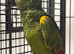 Hand Reared Baby Blue Fronted Amazons