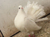 pair of fantail pigeons
