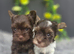 Yorkshire terrier puppies