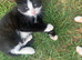 Kittens now ready to go 2now available