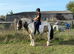 4.5year old dun and white mare