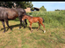 Tb mare in foal