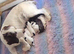 Working sprocker spaniel puppies