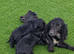 Cocker spaniel puppies