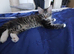 Maine Coon Kittens For Sale Ready Now