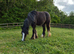 12.3 13 month old filly