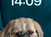 Shih poo dog