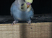 2 Baby Budgies Ready in 2 weeks time