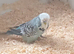 Show budgies