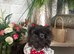 Imperial Shih Tzu Blue