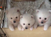 Beautiful Pomeranian puppies for sale ️