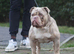 Olde English bulldogs stud