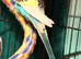 Young Budgies 8 to 10 Weeks Old Available Runcorn Area
