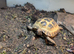 2 Horsfield Tortoise for sale, £160 each