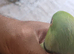Indian Ringneck parrot