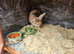 Hazel & Harper &ndash; Bonded Mother & Daughter Rabbits Looking for a Loving Home