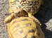 Horsefield Tortiose