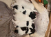 Working springer pups