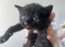 5 Gorgeous Kittens~Ready to reserve