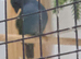Forbe parrot finches