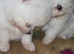 Cream female pomeranian puppies