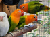 Green opaline