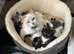 Ragdoll x kittens