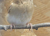 Bengalese finch for sale