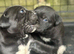 Cane Corso Guardian angels