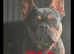 French bulldog tzu