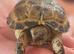 Tortoise