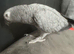 African Grey Parrot Tamed