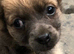 Pomchi puppies.