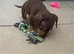 Miniature Dachshund