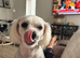 Female Maltese