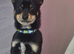 Handsome chihuahua boy for stud