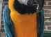 Blue and gold macaw
