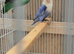 Turquoise and pied opaline lovebirds for sale
