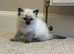 Pure Ragdolls - Two Females left only