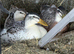 Miniature Silver Appleyard ducks