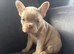 French bulldog puppies