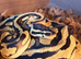 Pastel yellow belly male